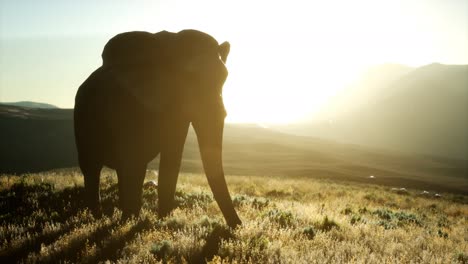 old-african-elephant-walking-in-savannah-against-sunset